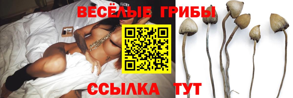 Ессентуки  Галлюциногенные грибы Cubensis  Вход с VPN 